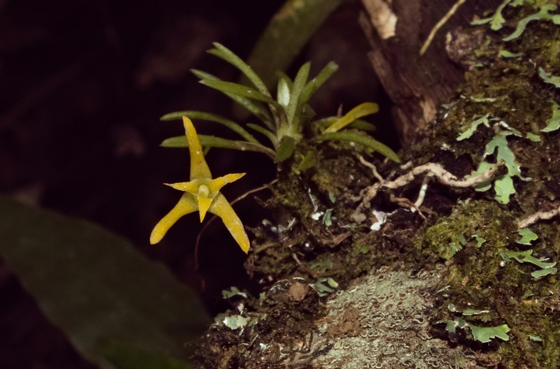 Maxillaria standleyi photo 5