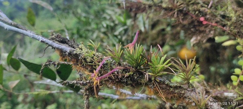 Maxillaria standleyi photo 6