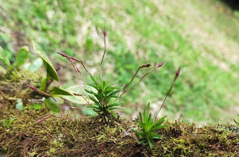 Maxillaria standleyi photo 7