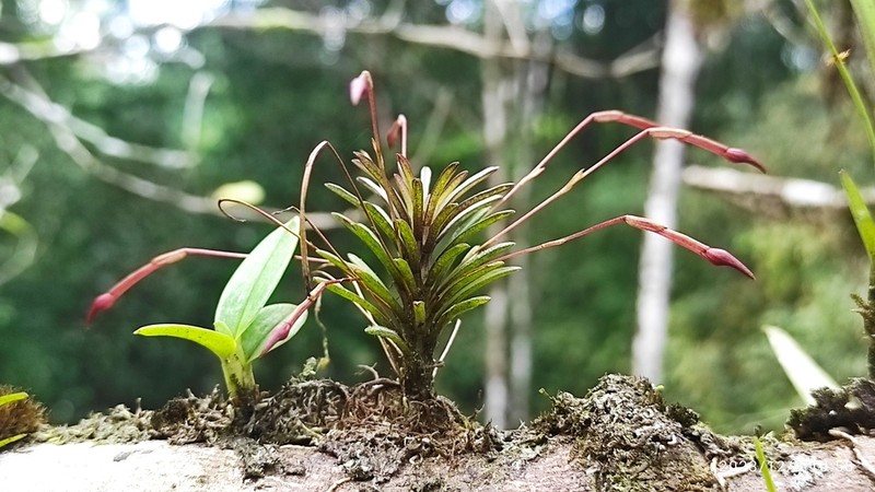 Maxillaria standleyi photo 8