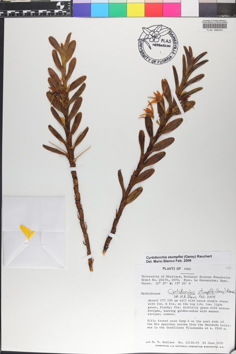 Maxillaria stumpflei