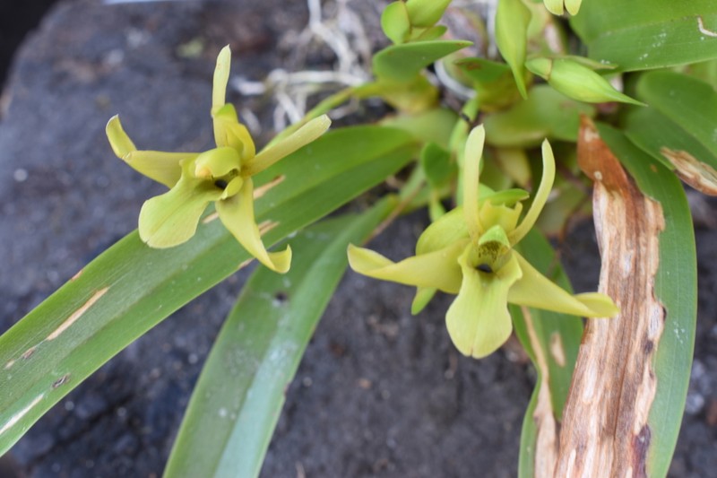 Maxillaria uniflora photo 2