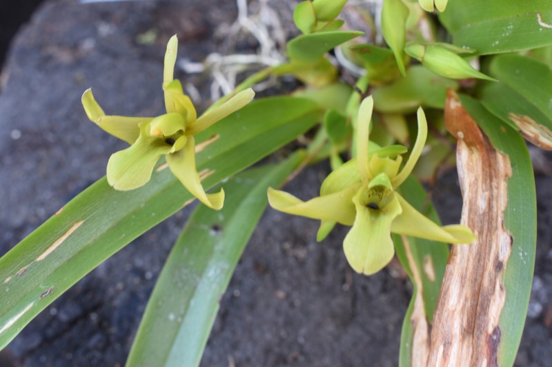 Maxillaria uniflora photo 3