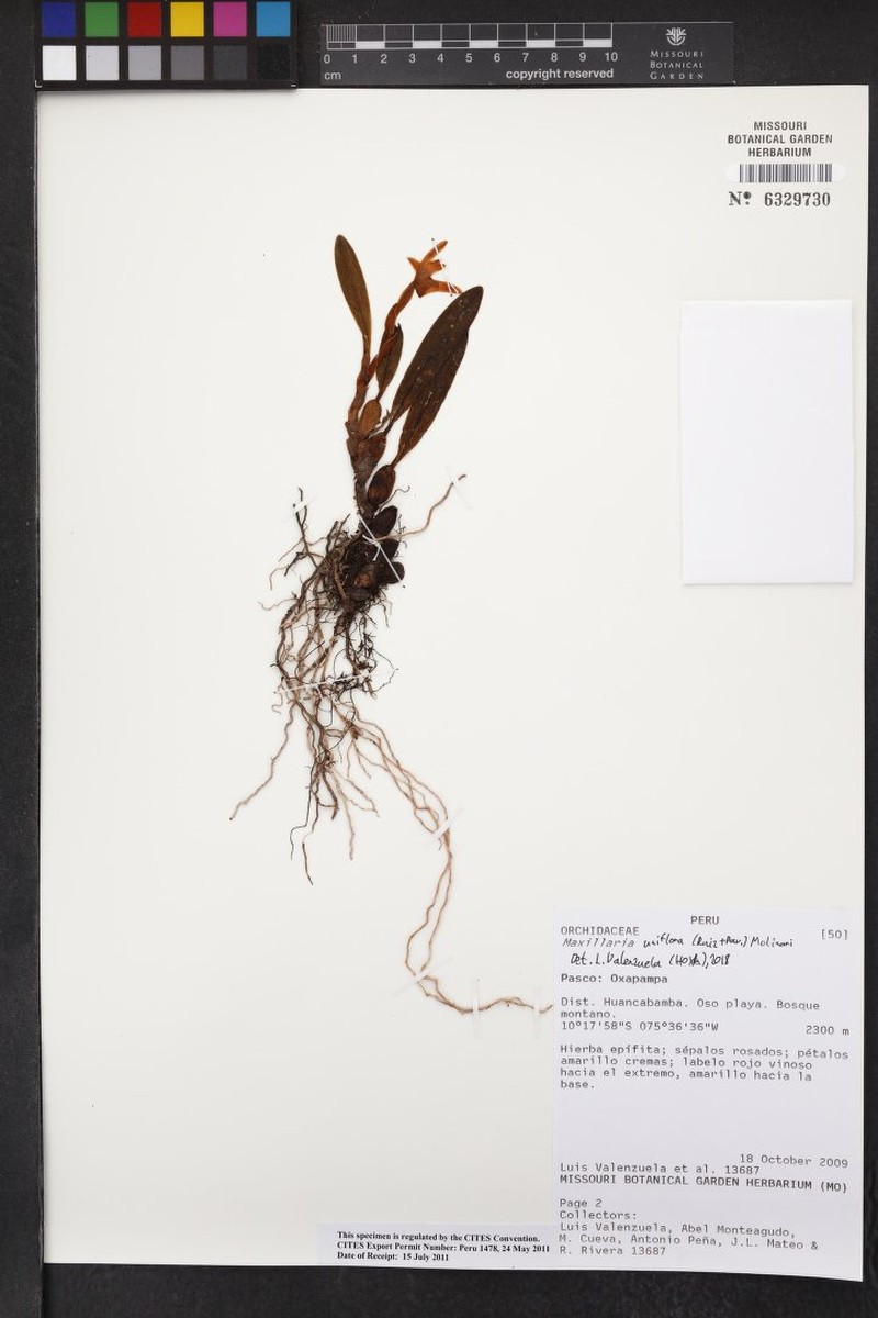 Maxillaria uniflora photo 4