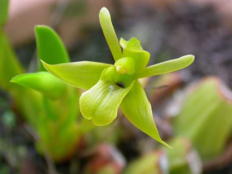 Maxillaria uniflora photo 5