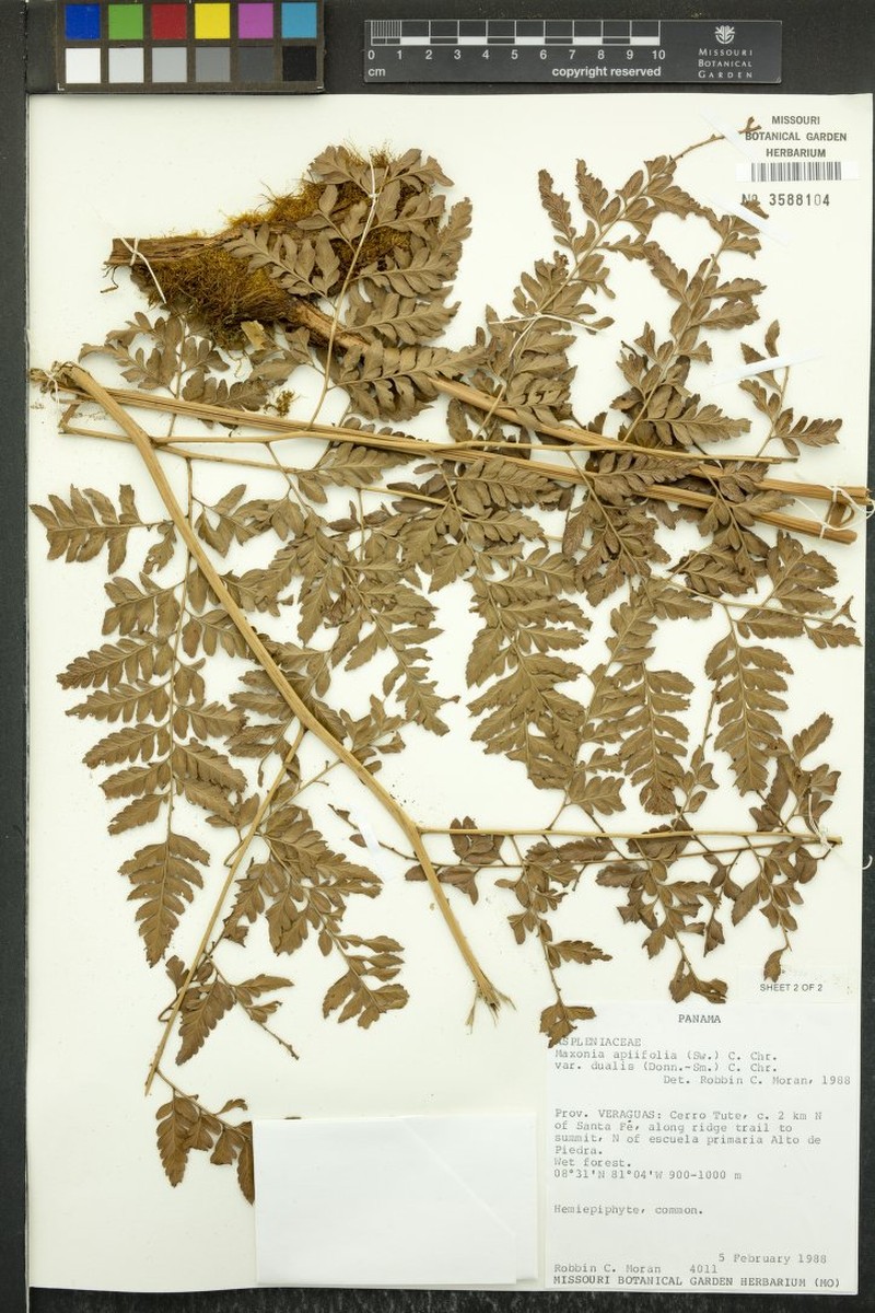 Maxonia apiifolia var. dualis