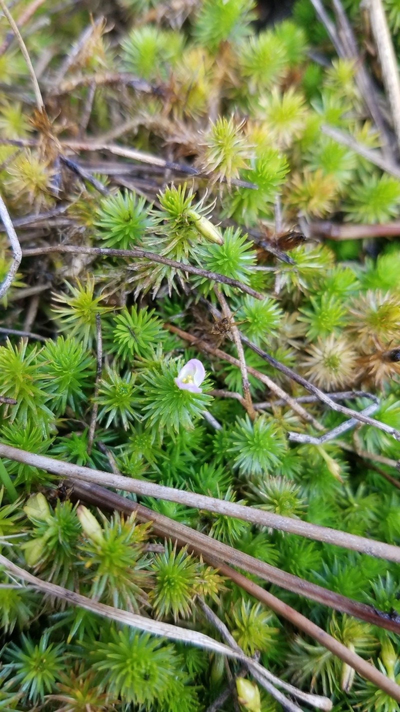 Stream Bogmoss photo 5