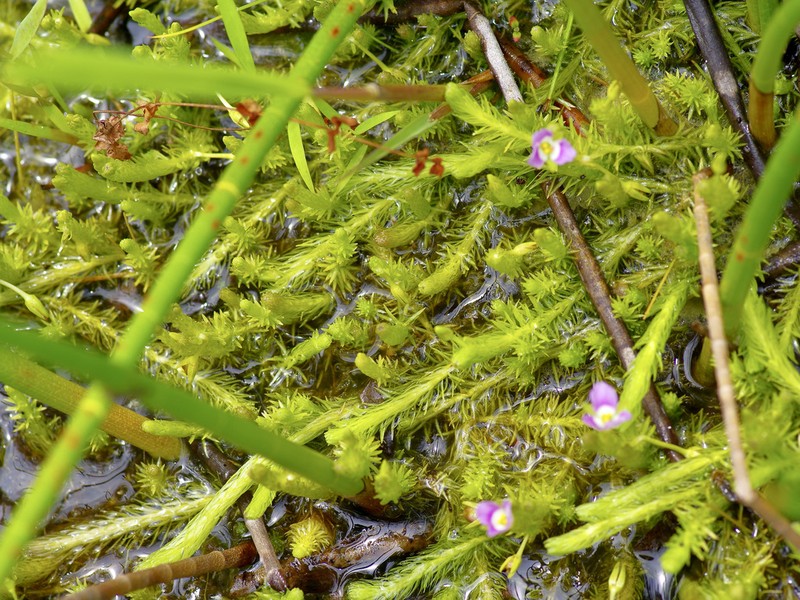 Stream Bogmoss photo 6