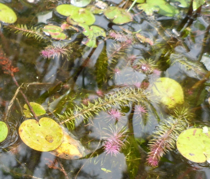 Stream Bogmoss photo 7
