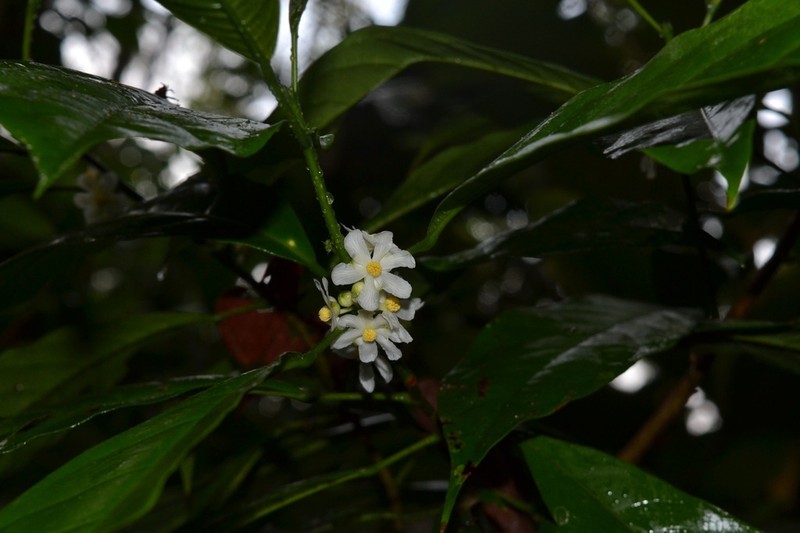 Mayna grandifolia