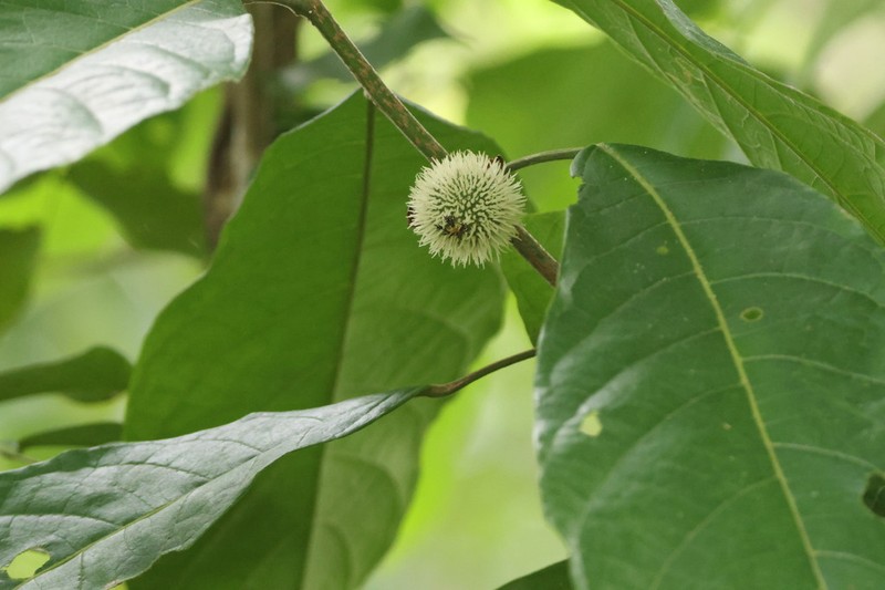 Mayna grandifolia photo 2