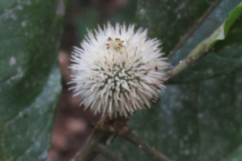 Mayna grandifolia photo 3