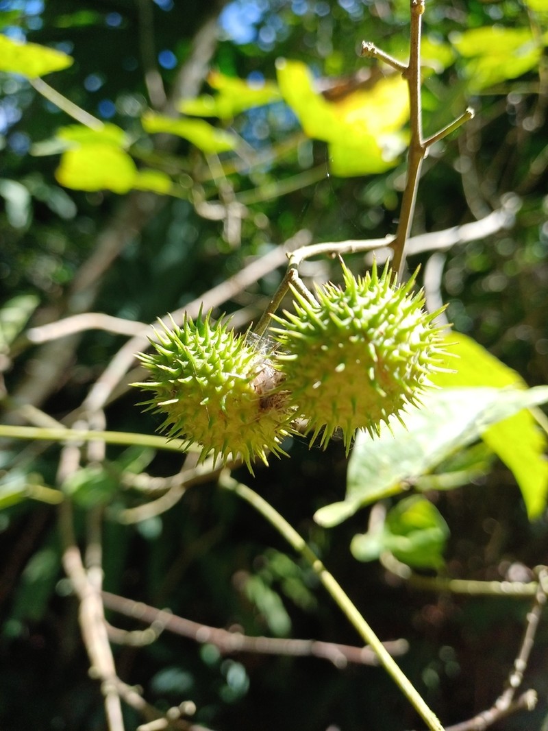 Mayna grandifolia photo 4