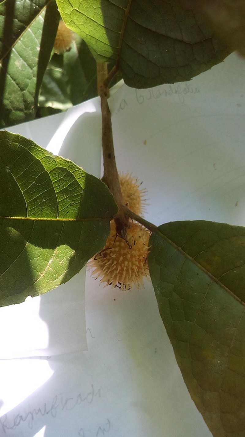 Mayna grandifolia photo 7