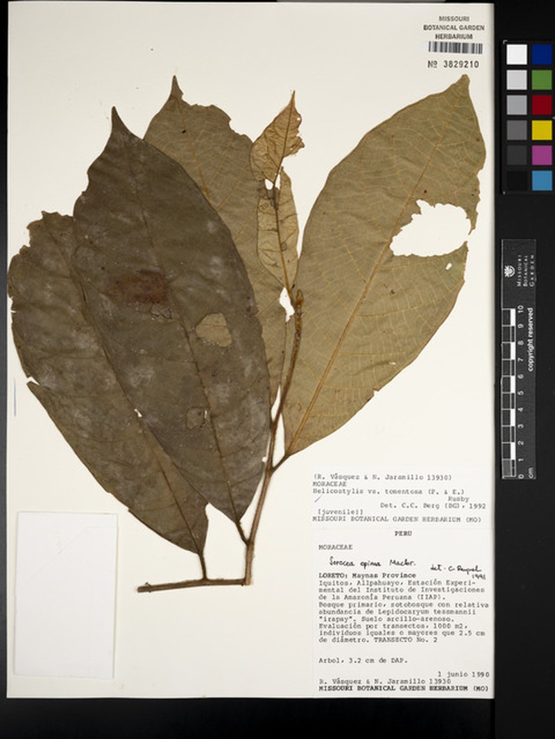 Mayna hystricina