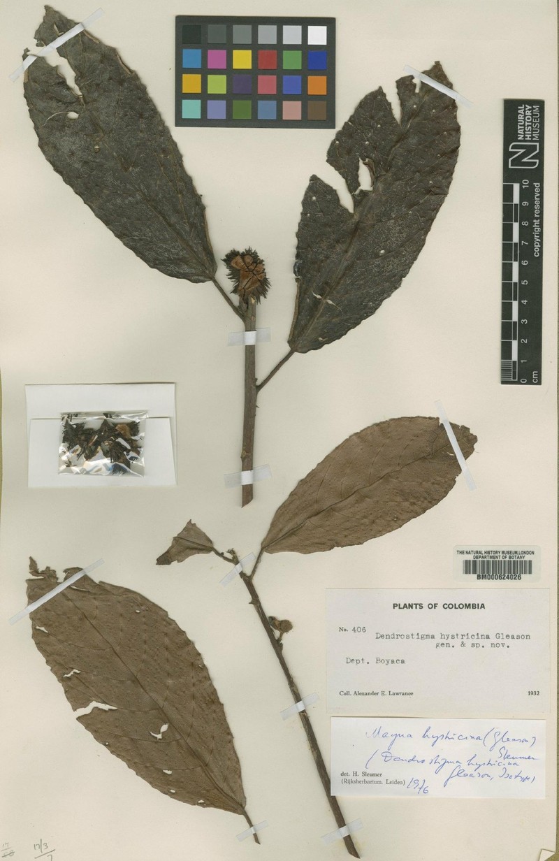 Mayna hystricina photo 4
