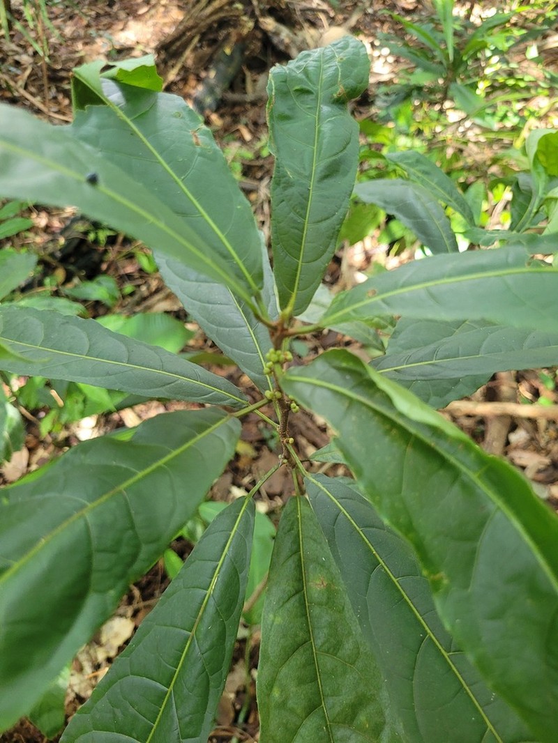 Mayna odorata