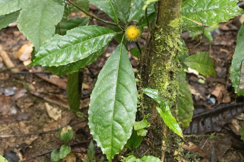 Mayna odorata photo 2
