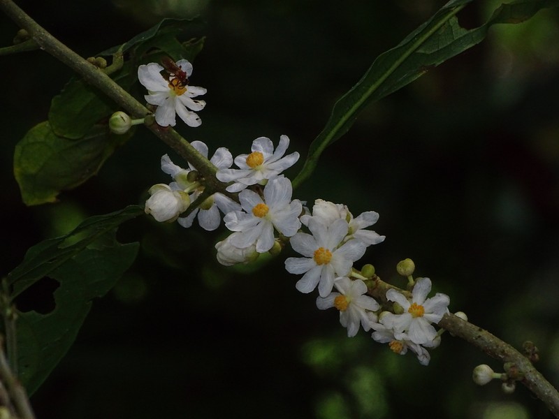 Mayna odorata photo 3