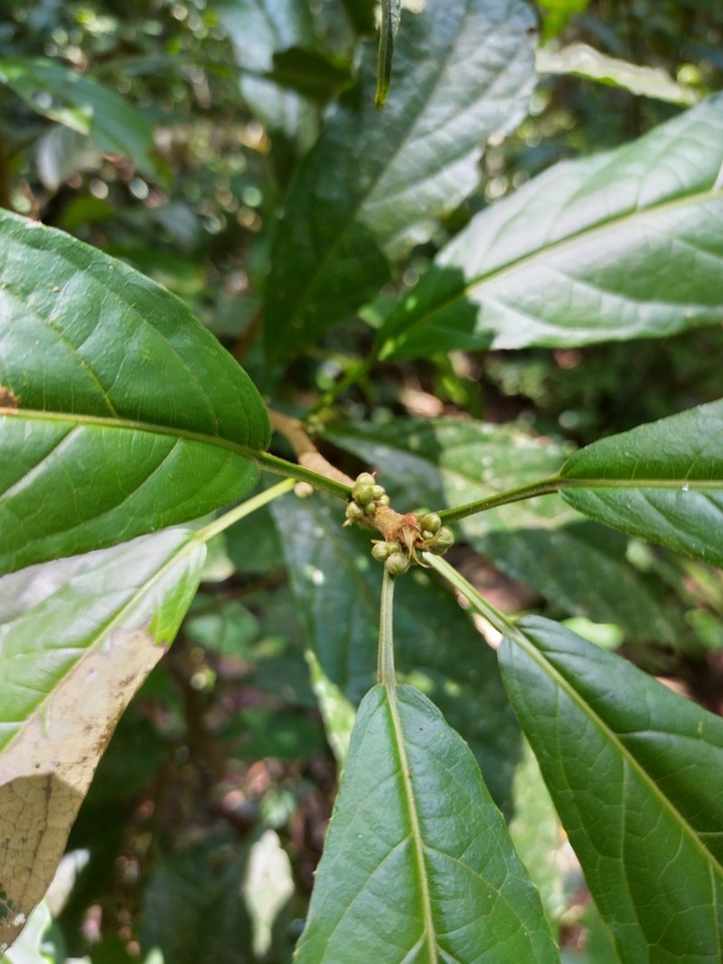 Mayna odorata photo 4