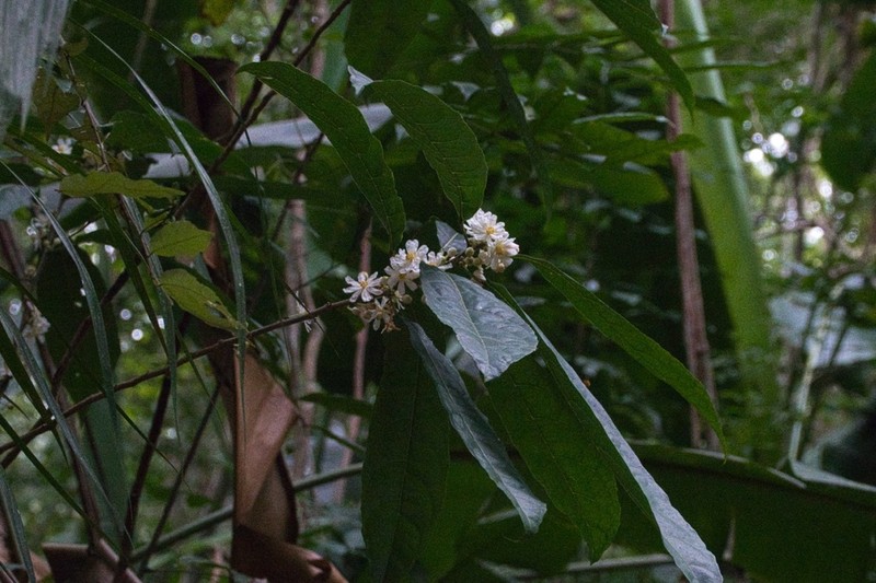 Mayna odorata photo 5