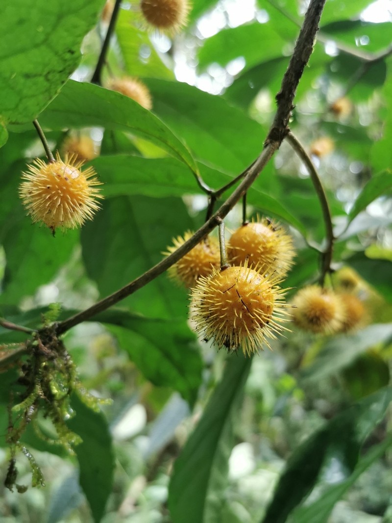 Mayna odorata photo 6