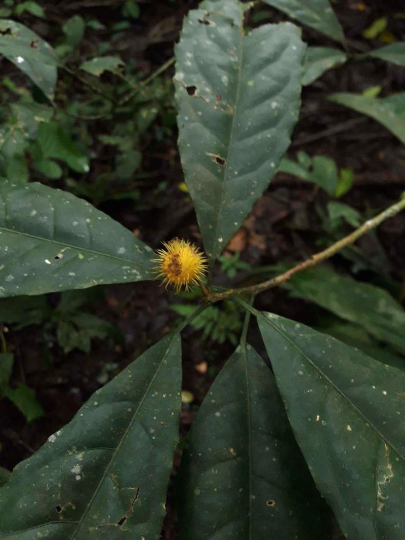 Mayna odorata photo 7