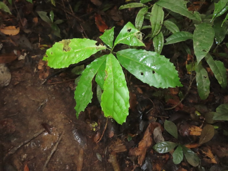 Mayna odorata photo 8