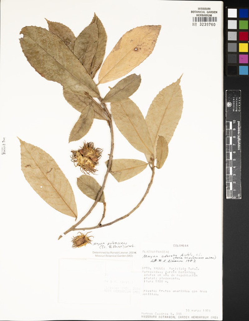 Mayna pubescens
