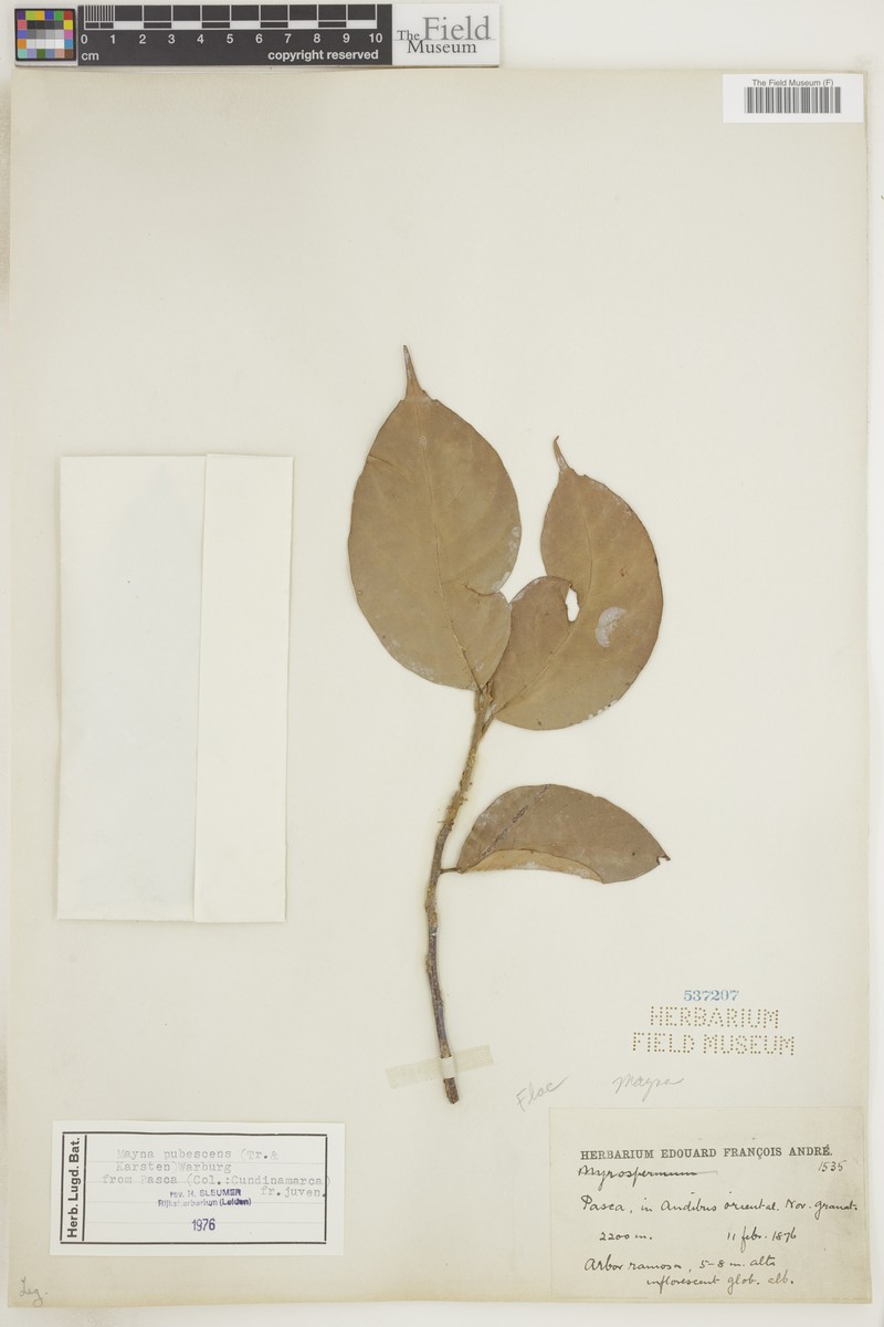 Mayna pubescens photo 2