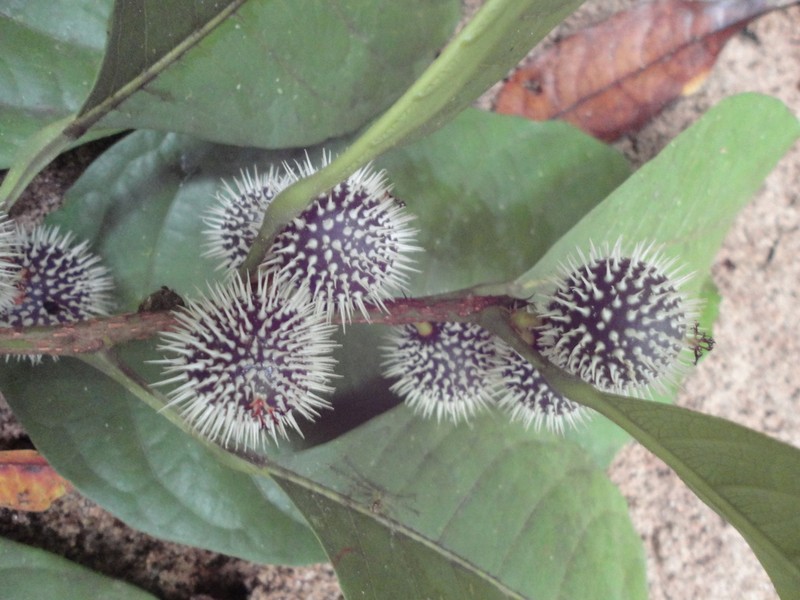 Mayna suaveolens