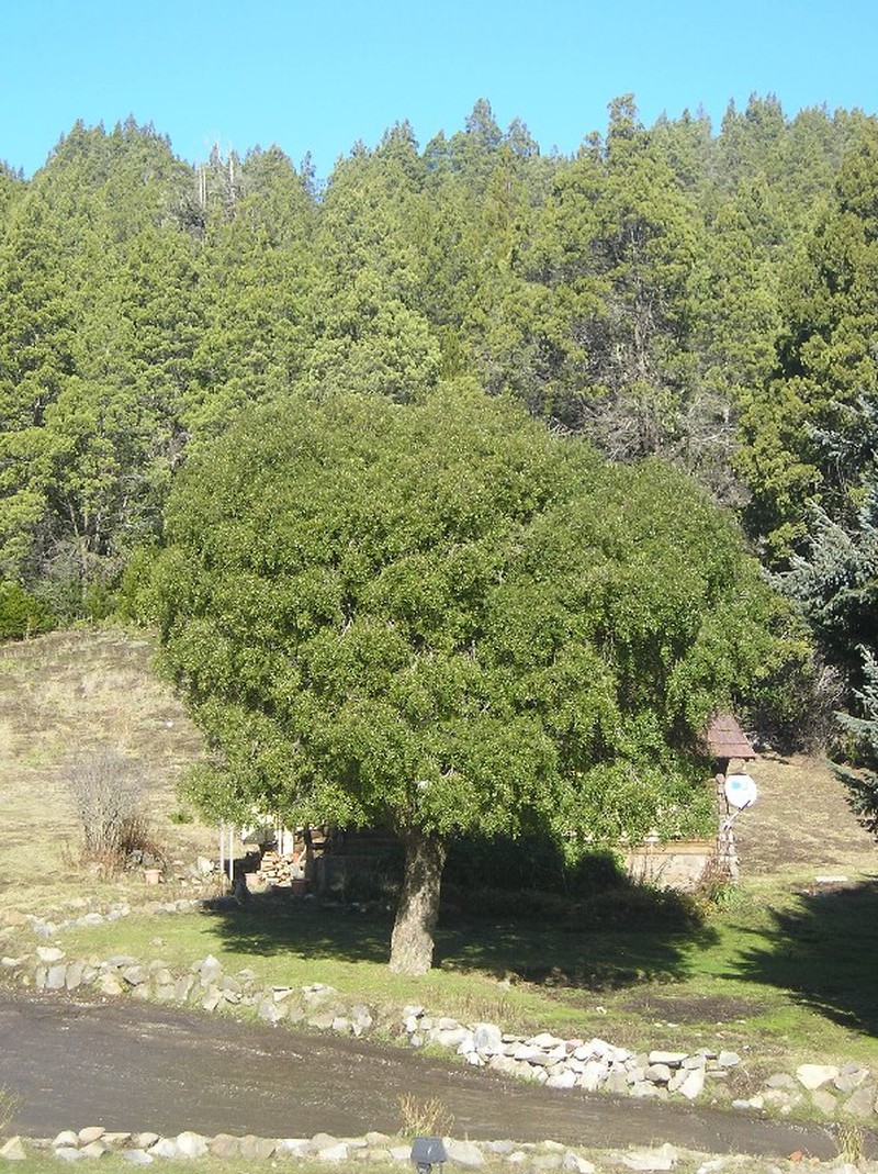 Mayten photo 5