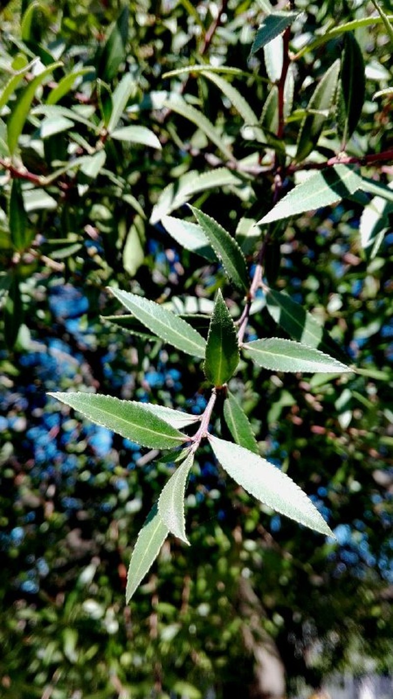 Mayten photo 4