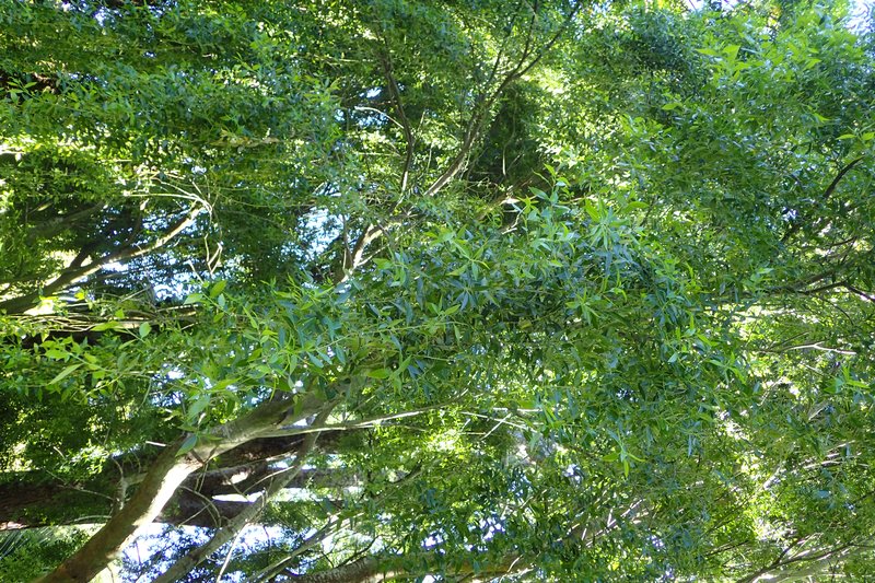 Mayten photo 7