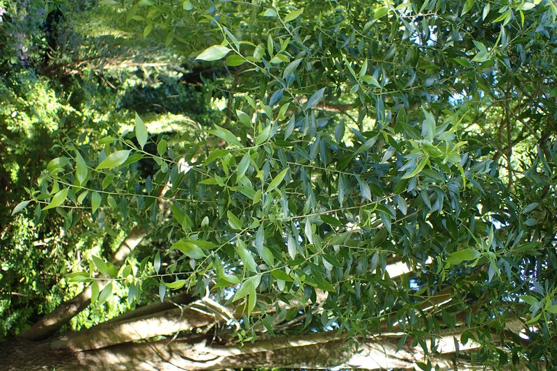 Mayten photo 8