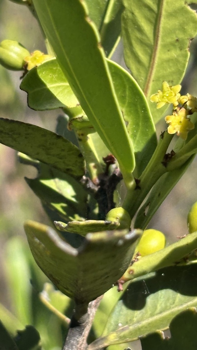 Maytenus chapadensis photo 3