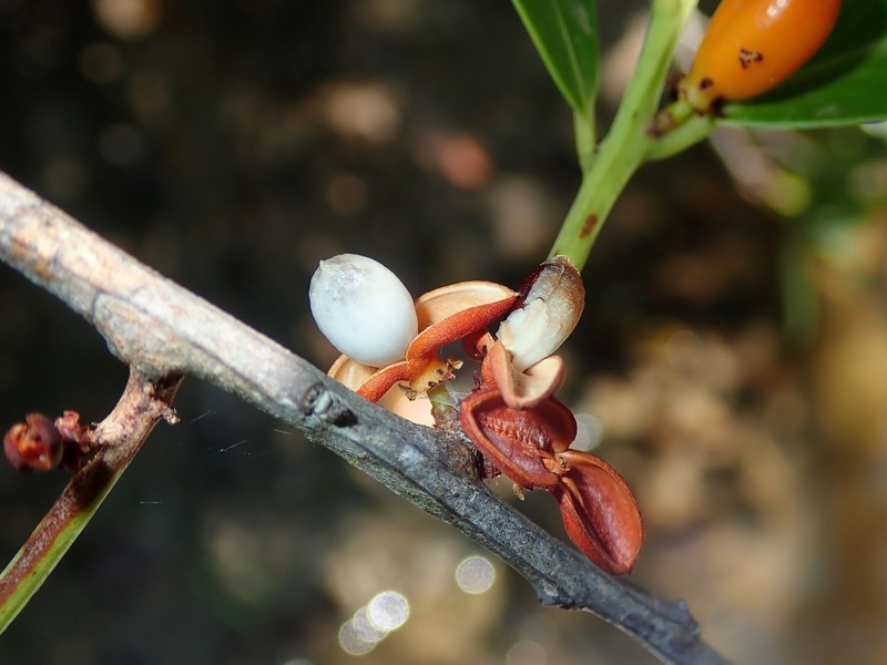 Maytenus chapadensis photo 4