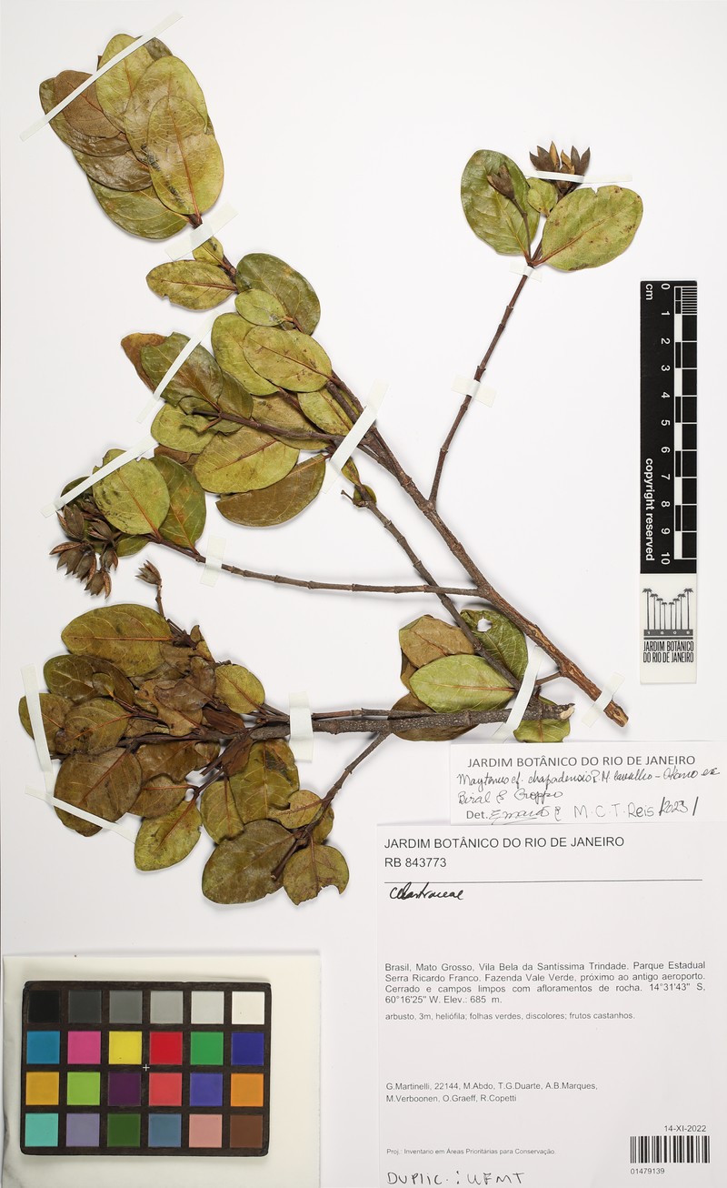 Maytenus chapadensis photo 5
