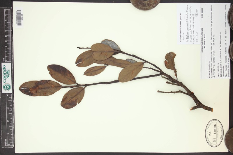 Maytenus chapadensis photo 7