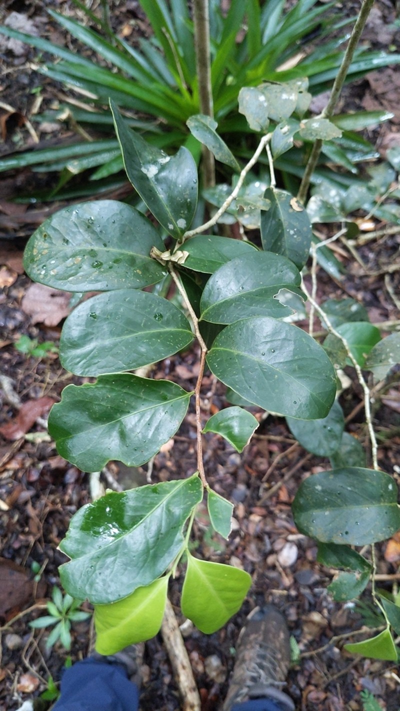 White Cinnamon photo 5
