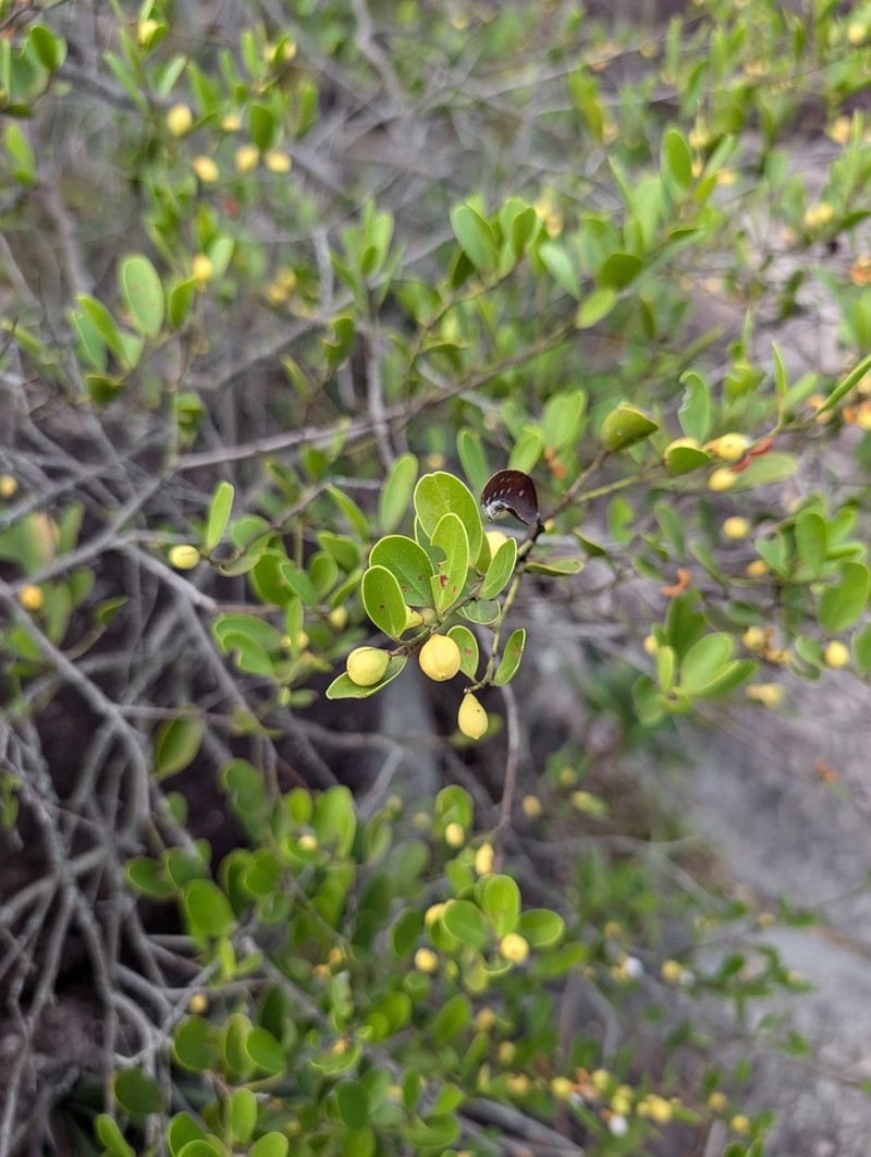 Maytenus mucugensis photo 2