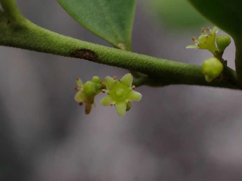 Maytenus mucugensis photo 3
