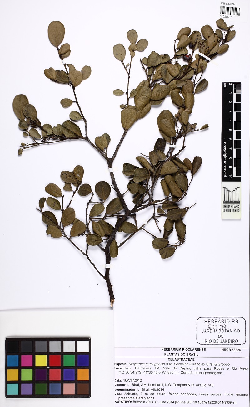Maytenus mucugensis photo 5