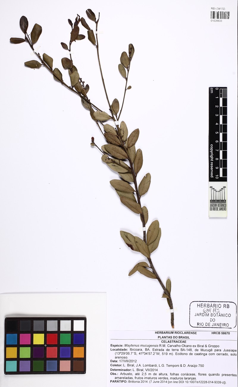 Maytenus mucugensis photo 6