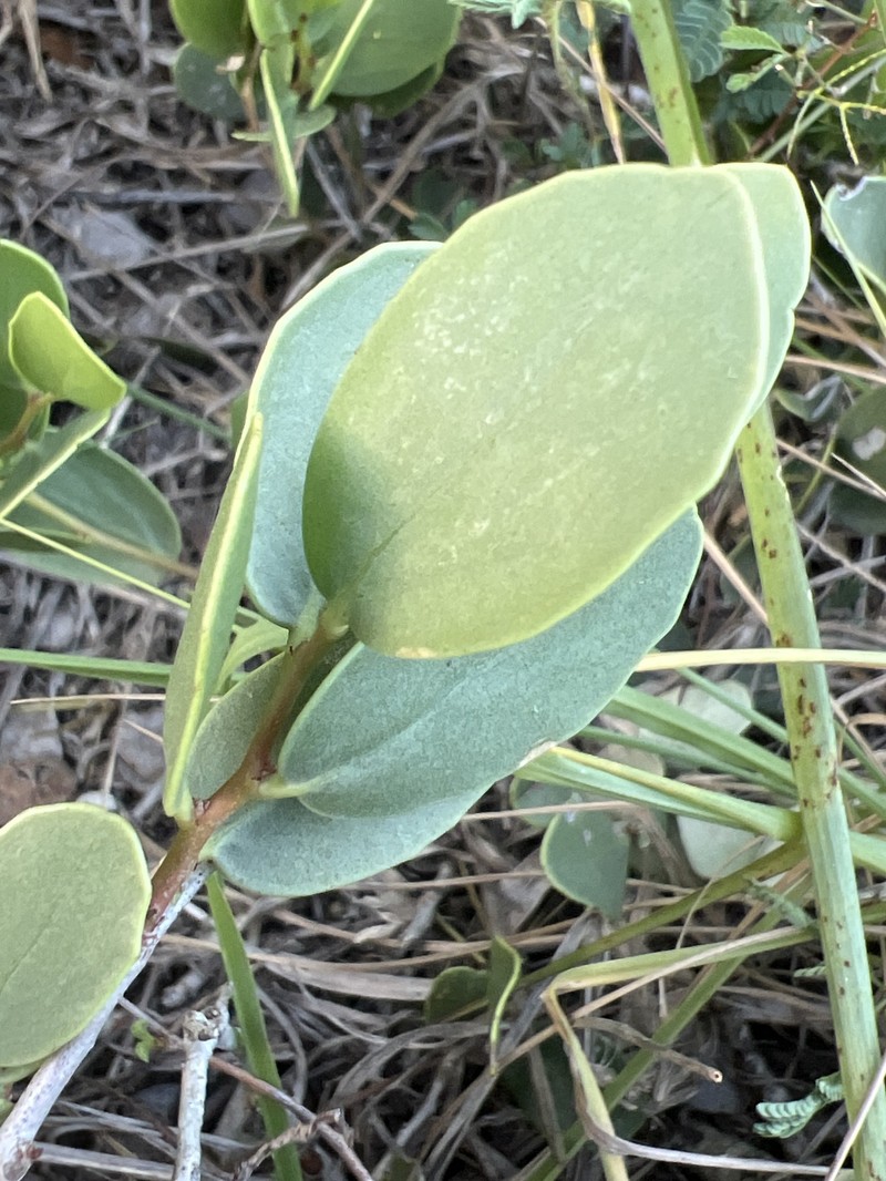 Maytenus phyllanthoides var. ovalifolia