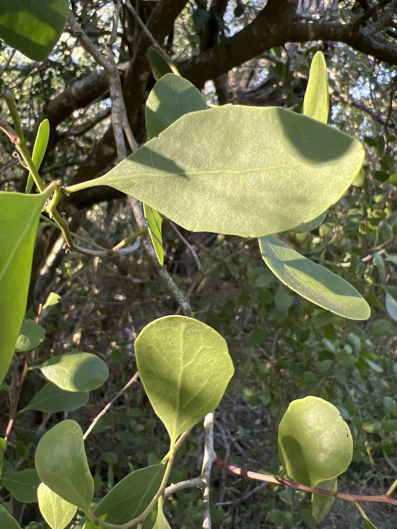 Maytenus phyllanthoides var. ovalifolia photo 2