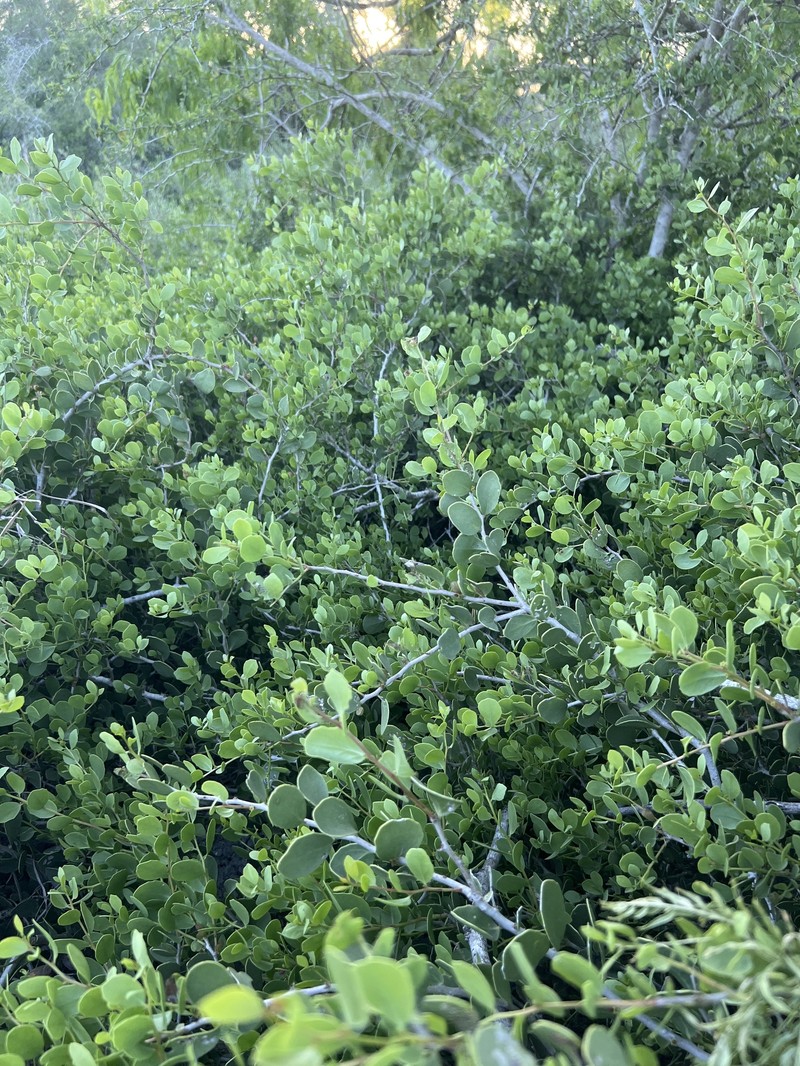 Maytenus phyllanthoides var. ovalifolia photo 3