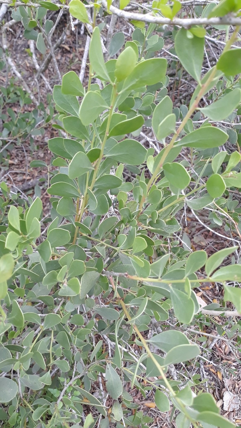 Maytenus phyllanthoides var. ovalifolia photo 4