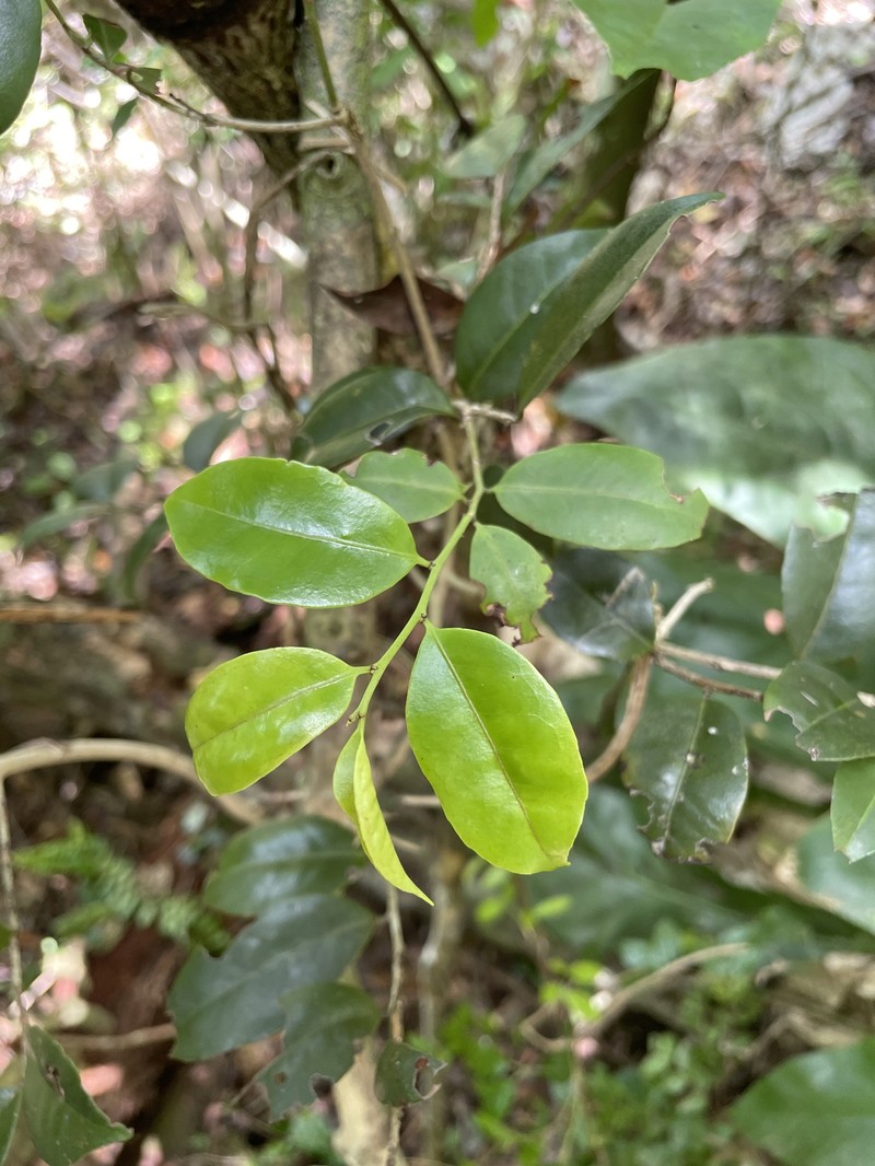 Ponce Mayten photo 2