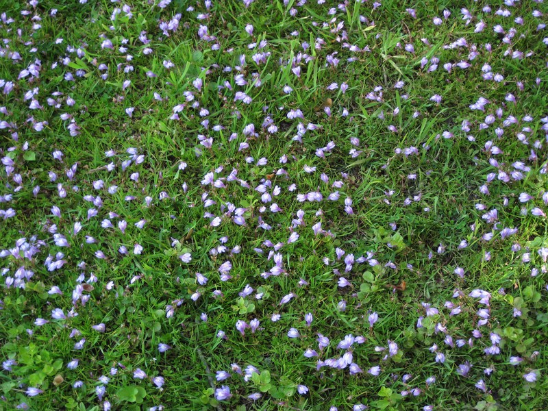Miquel's Mazus photo 5